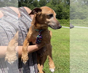 Frederick - Male Chiweenie Dog for Adoption - Photo #2