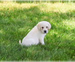 Small #3 Labrador Retriever