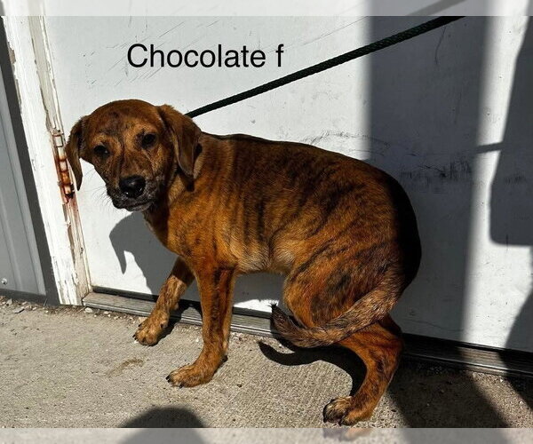 Medium Photo #3 Mutt Puppy For Sale in Evansville, IN, USA