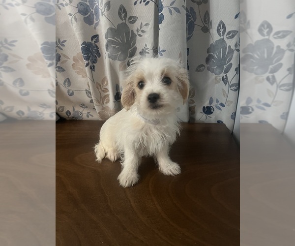 Medium Photo #10 Morkie Puppy For Sale in DURHAM, CT, USA