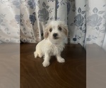 Small #9 Morkie