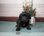Small #1 YorkiePoo