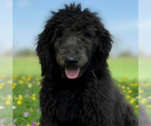 Heath - Male Poodle (Standard) Dog for Adoption - Photo #2