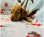 Small Photo #9 Dachshund Puppy For Sale in THREE RIVERS, MI, USA