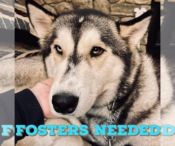 Medium Photo #1 Siberian Husky Puppy For Sale in Uwchlan, PA, USA