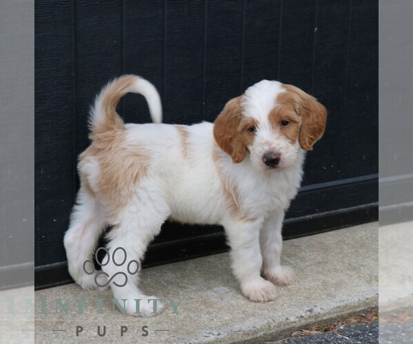 Medium Photo #5 Goldendoodle Puppy For Sale in LANCASTER, PA, USA