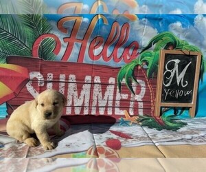 American Bulldog Puppy for sale in MAYSVILLE, GA, USA
