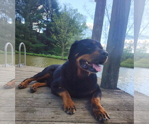 Rocky Conklin - Male Rottweiler Dog for Adoption - Photo #3