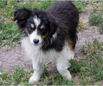 Puppy Ruby Miniature Australian Shepherd