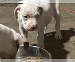 Small #3 American Bully
