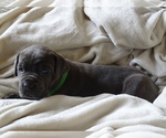 Small Photo #3 Cane Corso Puppy For Sale in SAN ANTONIO, TX, USA