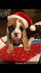 Small Photo #2 English Bulldogge Puppy For Sale in SUMMER SHADE, KY, USA
