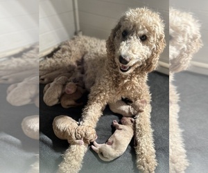 Mother of the Goldendoodle puppies born on 11/04/2023