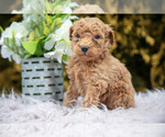 Small #1 Poodle (Standard)