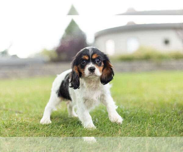 Medium Photo #5 Cavalier King Charles Spaniel Puppy For Sale in WARSAW, IN, USA