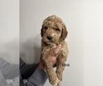 Small Photo #9 Goldendoodle (Miniature) Puppy For Sale in BRKN ARW, OK, USA