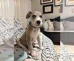 Small Boxer Mix