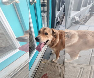 Eevee - Female Aussiedor Dog for Adoption - Photo #2