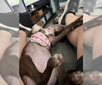Small #1 Chocolate Labrador retriever-Whippet Mix