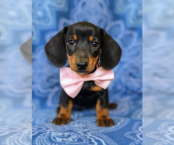 Medium Photo #1 Dachshund Puppy For Sale in HONEY BROOK, PA, USA