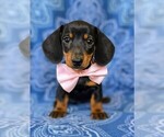 Small Photo #1 Dachshund Puppy For Sale in HONEY BROOK, PA, USA
