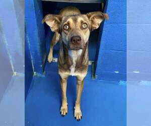 German Shepherd Dog-Unknown Mix Dogs for adoption in Calgary, Alberta, Canada