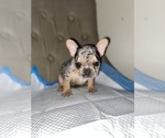 Small Photo #2 French Bulldog Puppy For Sale in MONEE, IL, USA