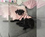 Small Labrador Retriever Mix