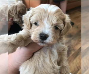 Cavapoo Puppy for sale in SEATTLE, WA, USA