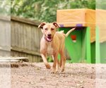 Small #12 American Pit Bull Terrier Mix