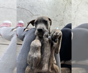 Cane Corso-Great Dane Mix Puppy for sale in OKLAHOMA CITY, OK, USA