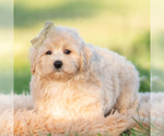 Small Photo #39 Maltipoo (Miniature) Puppy For Sale in WARSAW, IN, USA