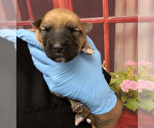 German Shepherd Dog Dogs for adoption in San Bernardino, CA, USA
