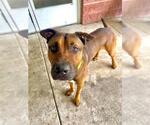 Small #1 Mutt