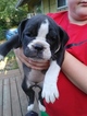 Small Photo #1 Olde English Bulldogge Puppy For Sale in BEAVERTON, OR, USA