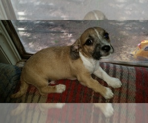 Chiranian Puppy for Sale in GROTON, New York USA