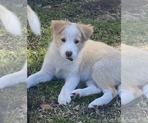 Border Collie Puppy for Sale in GIDDINGS, Texas USA
