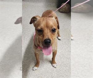 Chihuahua-Unknown Mix Dogs for adoption in Bakersfield, CA, USA