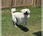 Small #27 Chow Chow-Great Pyrenees Mix