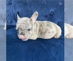 Small #42 French Bulldog