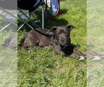 Small #3 American Pit Bull Terrier-American Staffordshire Terrier Mix