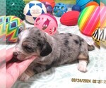 Small #7 Chiweenie-Poodle (Toy) Mix