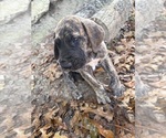 Small #7 Great Dane
