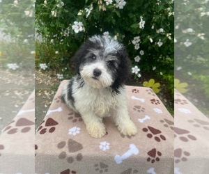 Poodle (Toy) Puppy for sale in STATESVILLE, NC, USA