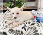 Small Photo #4 Pomsky Puppy For Sale in INDIANAPOLIS, IN, USA