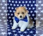 Small Photo #3 Pomeranian Puppy For Sale in RISING SUN, MD, USA