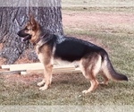 Small Photo #2 German Shepherd Dog Puppy For Sale in WESTBY, WI, USA