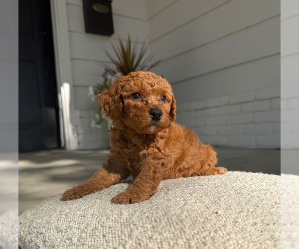 Medium Photo #3 Poodle (Miniature) Puppy For Sale in MARYSVILLE, CA, USA