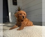Small #2 Poodle (Miniature)