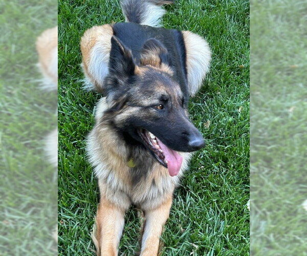 Medium Photo #5 German Shepherd Dog Puppy For Sale in Cupertino, CA, USA